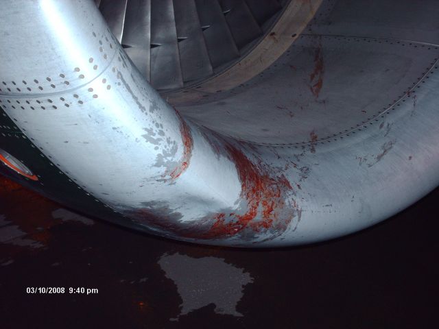 Airbus A319 (N923FR) - Bird strike on approach into KDEN... Took out the Takeoff light. not only the glass bulb, but it bent the whole support bracket assembly too. Part of the bird went into the #1 engine but managed to miss the gas path just left a lil dent... Slice and dice baby...
