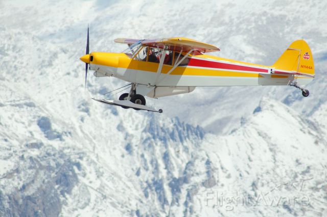 Piper L-21 Super Cub (N1144A)