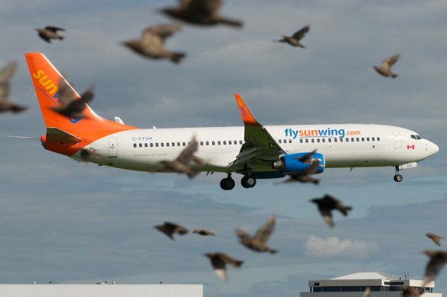 Boeing 737-800 (C-FTOH) - The Birds...
