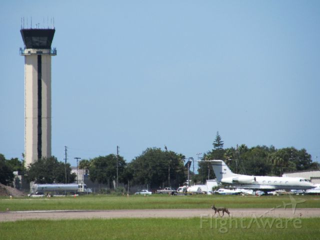 Gulfstream American Gulfstream 2 (N689JE) - Coyote trotting across runway 36R at Clearwater International