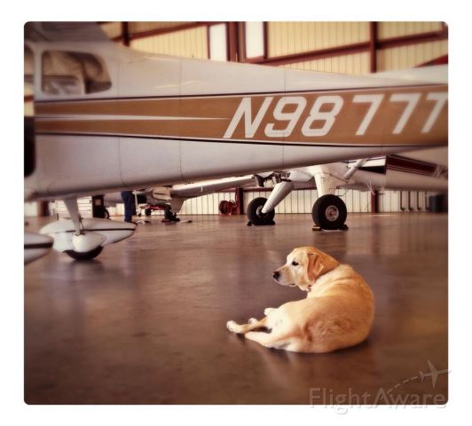 Cessna Skyhawk (N9877T) - Summer, the dog.