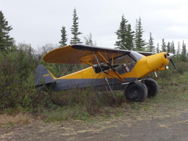 Piper L-21 Super Cub (N5988Z) - A classic bush plane waiting to explore the Denali region.