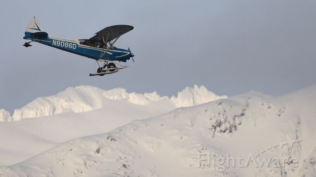 Piper L-21 Super Cub (N8086D) - Walking the dogs on Mendenhall Wetlands, N8086D landing at Juneau with sunlit mountains in the background.