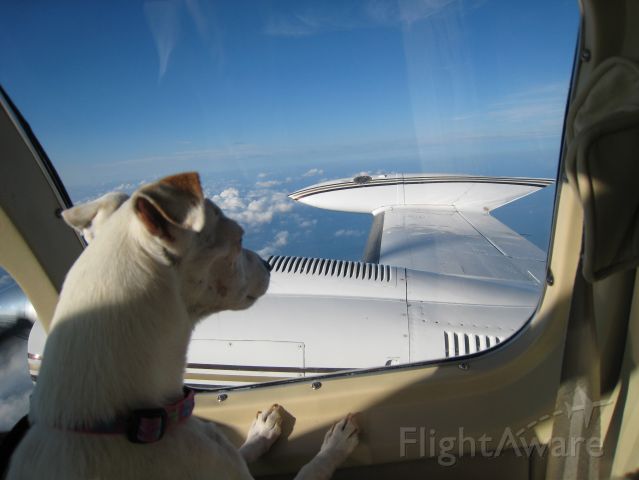 Cessna 421 (N41085) - Ginger...the amazing Jack Russell @ FL180!