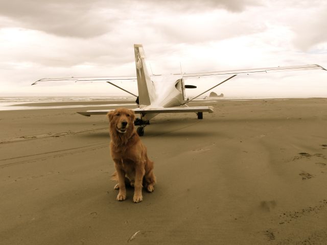 STODDARD-HAMILTON Glasair (N96PC) - Mr. Jet Doggie  having a day at the beach at Copalis Washington